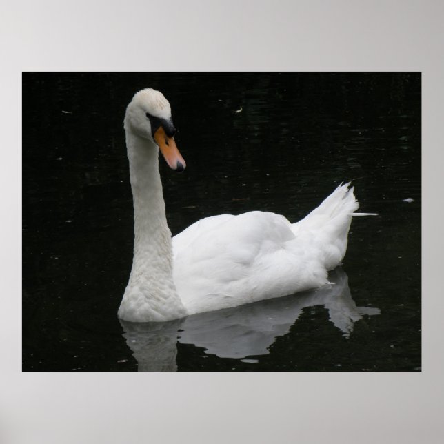Belo Poster de Swan Branco (Frente)
