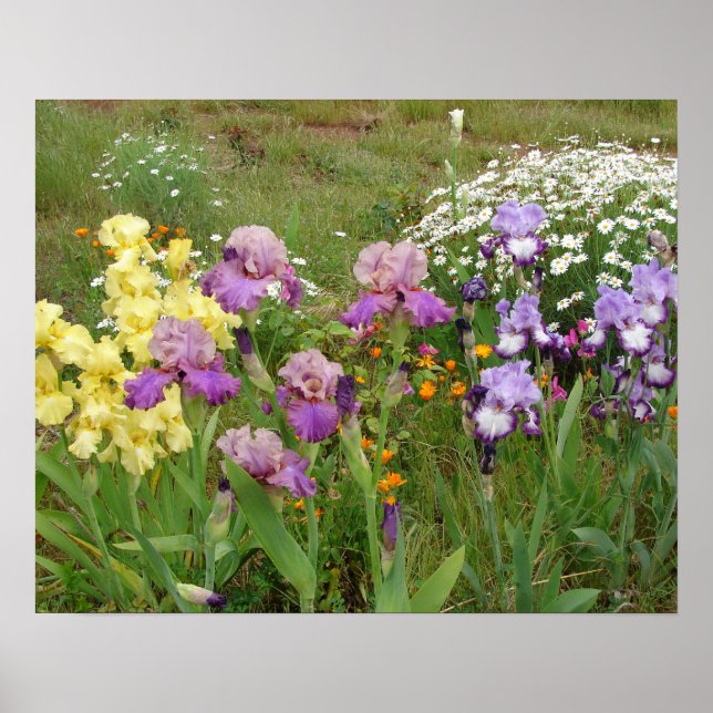 Belo Poster do Jardim Flor Iris Irises (Frente)
