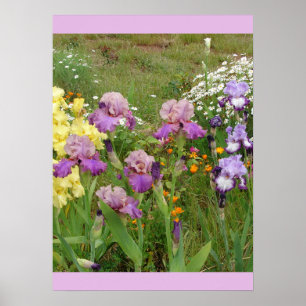 Belo Poster do Jardim Flor Iris Irises