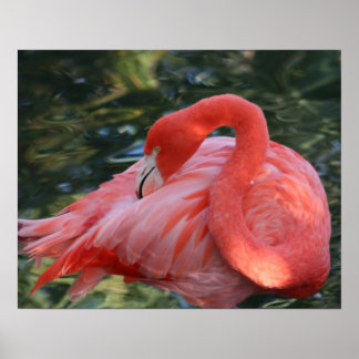 Belo Poster Flamingo Rosa.