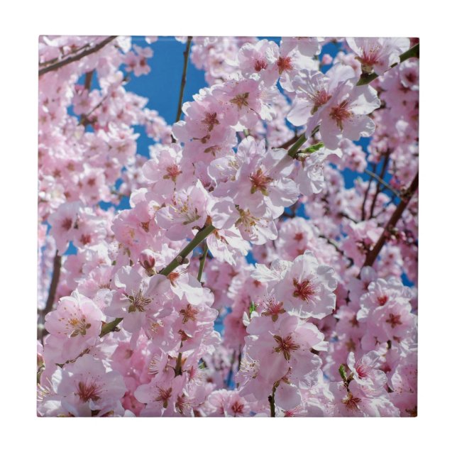 Belo Primavera Cherry Blossoms (Frente)