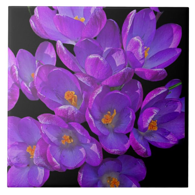 Belo Primavera roxo Crocuss Floral (Frente)