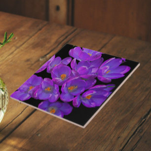 Belo Primavera roxo Crocuss Floral