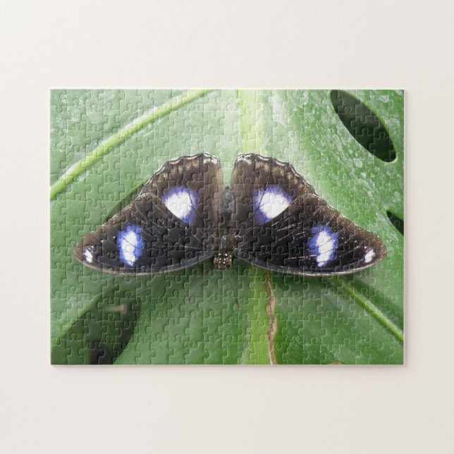 Belo Quebra-cabeça de borboleta azul (Horizontal)