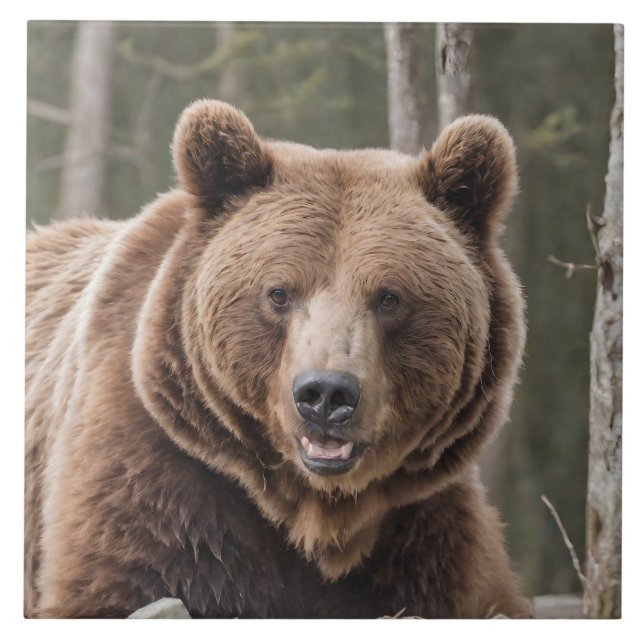 Belo Retrato de Urso Grizzle Urso Castanho 4a (Frente)