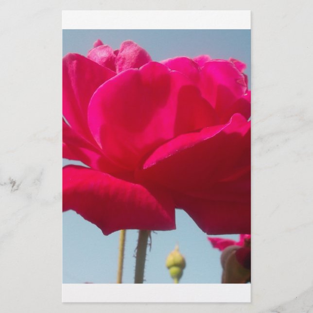 Belo Rosa Celestial Vermelho Belo Contra Azul (Frente)