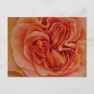 Belo Rosa de Pastel Fechar Cartão Postal