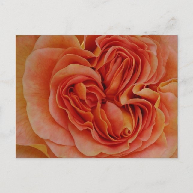 Belo Rosa de Pastel Fechar Cartão Postal (Frente)
