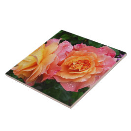 Belo rosa e rosa laranja