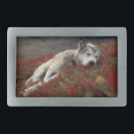 Belo Sleing Wolf Belt Buckle<br><div class="desc">Este é um belo cinto de lobo adormecido</div>