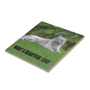 Belo Tigre Branco