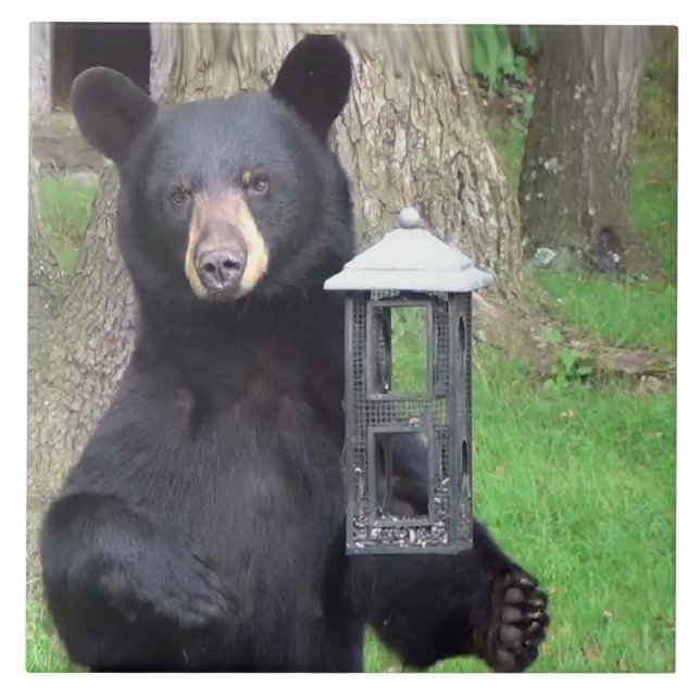 Belo Urso Negro (Frente)