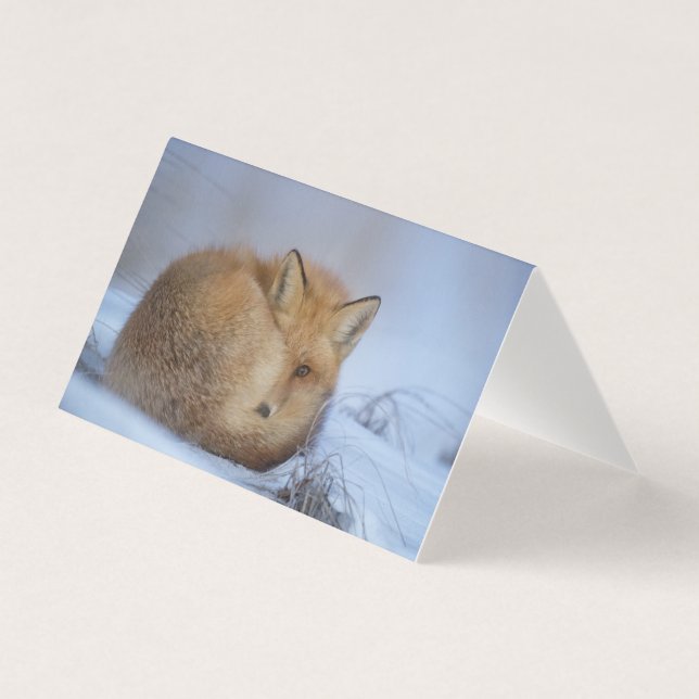 Belo Vazio Fox (Frente)