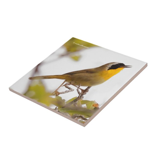 Belo Yellowthroat Warblbird (Lateral)