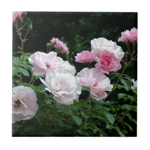 belos arbustos de flores de rosa rosa e branca. Fl