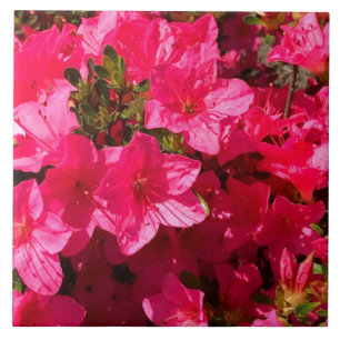 Belos Azulejos de Flores Azalea Rosa