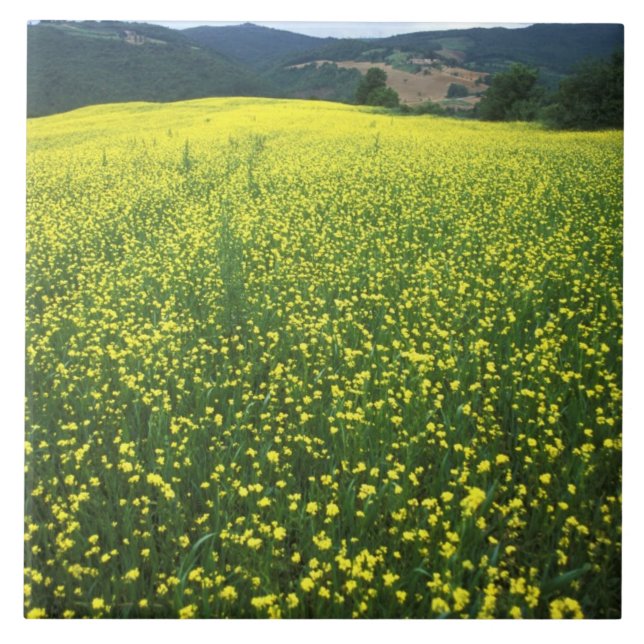 Belos campos cobertos de flores amarelas de San (Frente)