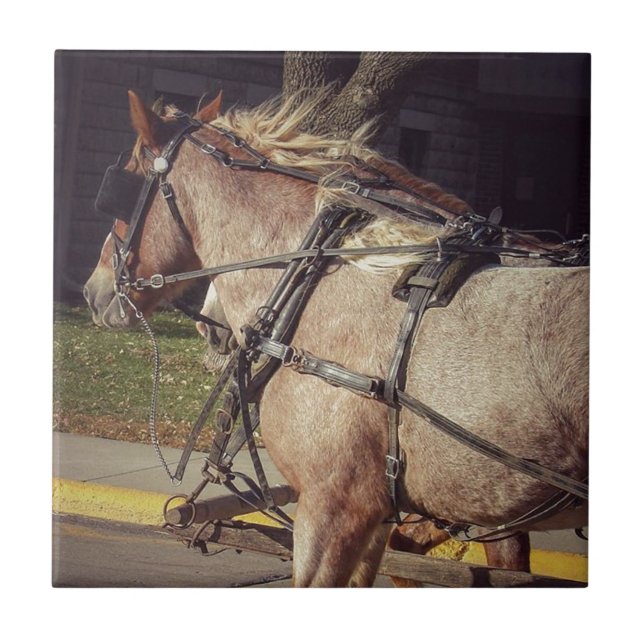Belos Cavalos (Frente)