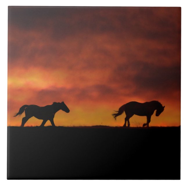 Belos Cavalos Correntes na Arte Sunset (Frente)