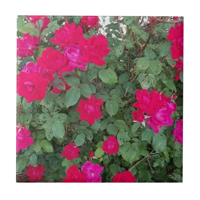 Belos Flores (Frente)