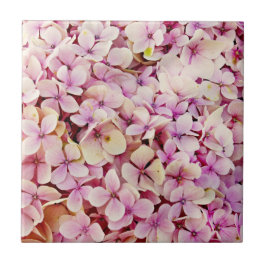Belos Flores de Hydrangea