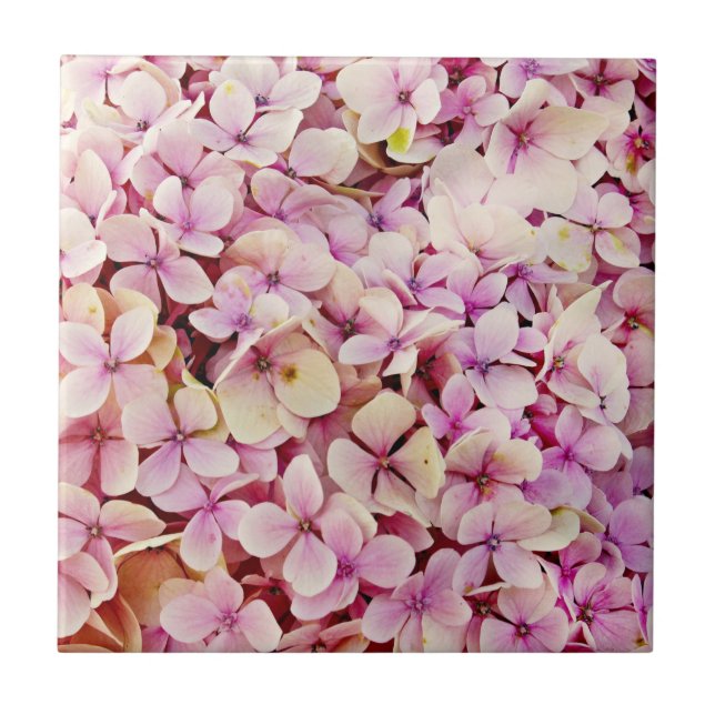 Belos Flores de Hydrangea (Frente)
