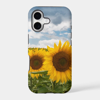 belos girassóis de verão