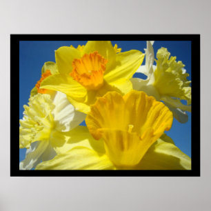 Belos impressões de arte floral Daffodils botânico