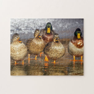 belos patos, quebra-cabeça de serra