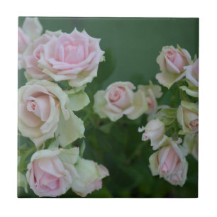 Belos rosas de jardim de rosas claro