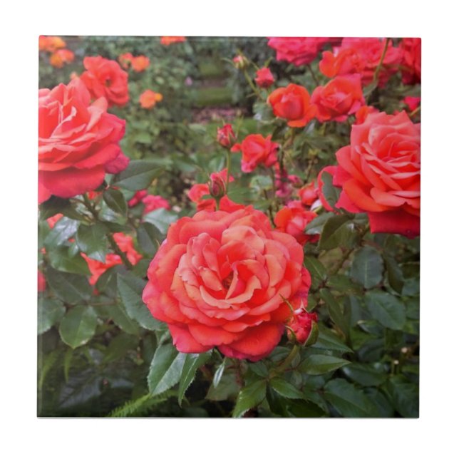Belos Rosas, Portland, Oregon (Frente)