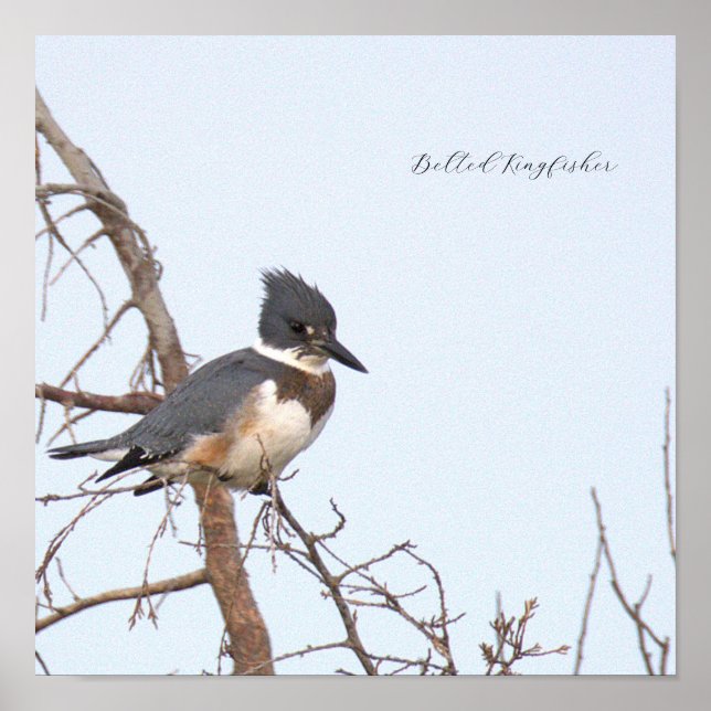 Belted Kingfisher Photo Poster (Frente)
