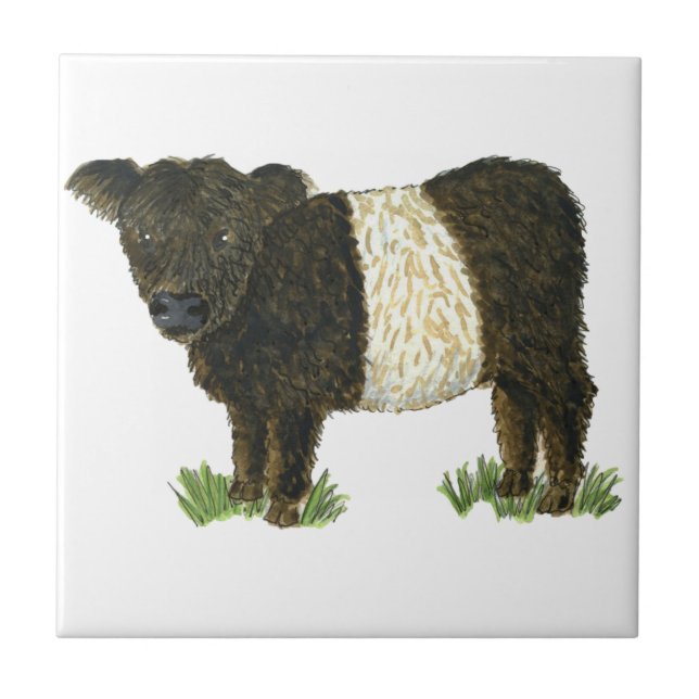"Beltie" Galloway cercado (Frente)