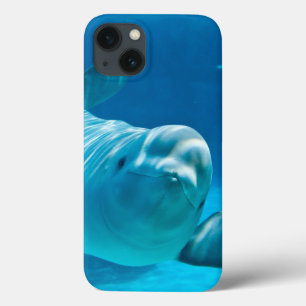 Beluga Whale
