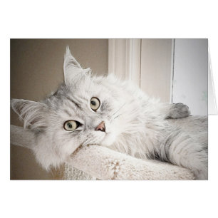 Bem, cartão do MEOW