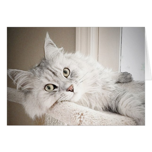 Bem, cartão do MEOW (Frente Horizontal)