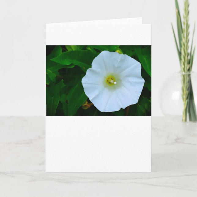 Bênção da Natureza, Cartão (Frente)