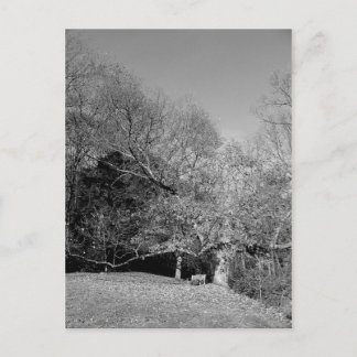 Bench sob cartões postais em árvore