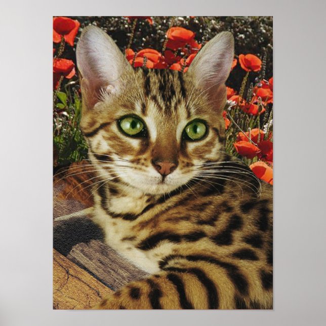 Bengala Poster (Frente)