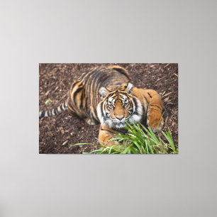 Bengala Tigre de Pose Arte Canvas de Perna Fechada