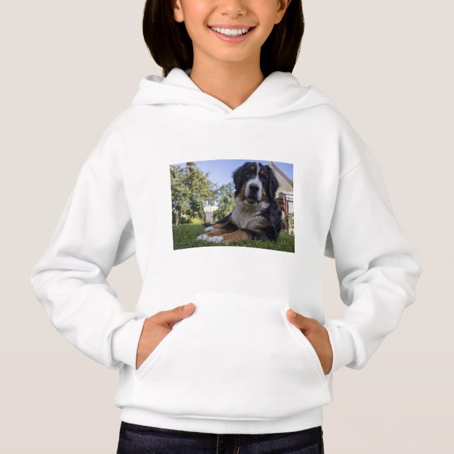 bernese mountain dog deitado em segundo (Frente)