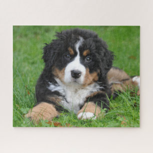 Bernese Mountain Dog Jigsee Quebra-cabeça Puppy