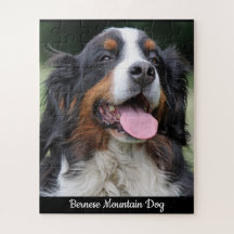 Bernese Mountain Dog Quebra-cabeça