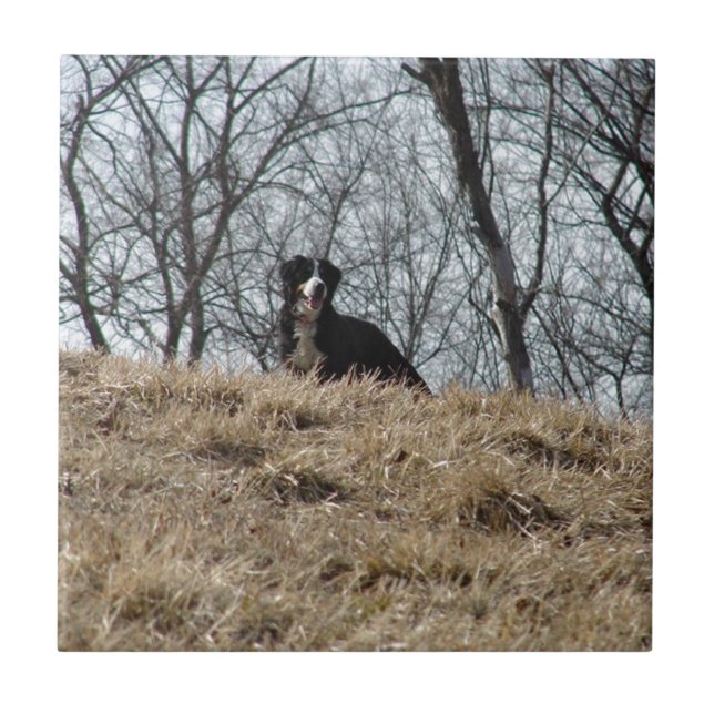 Bernese Mt. Dog (Frente)
