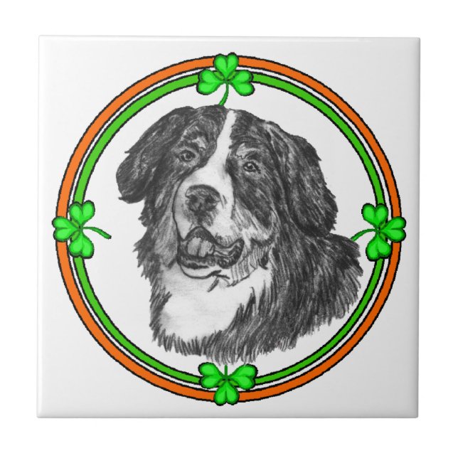 Bernese Mtn Dog St Patricks (Frente)