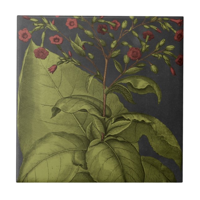 Besler Dramatique I (Frente)