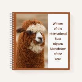 Best Alpaca Monobrow