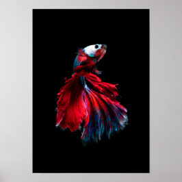 betta poster