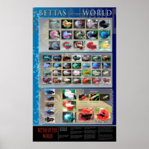 Betta Poster