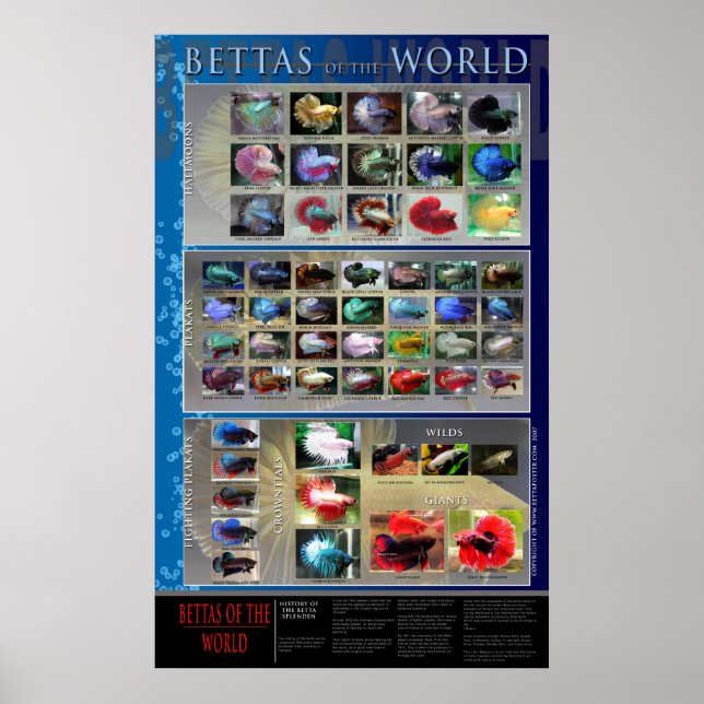 Betta Poster (Frente)